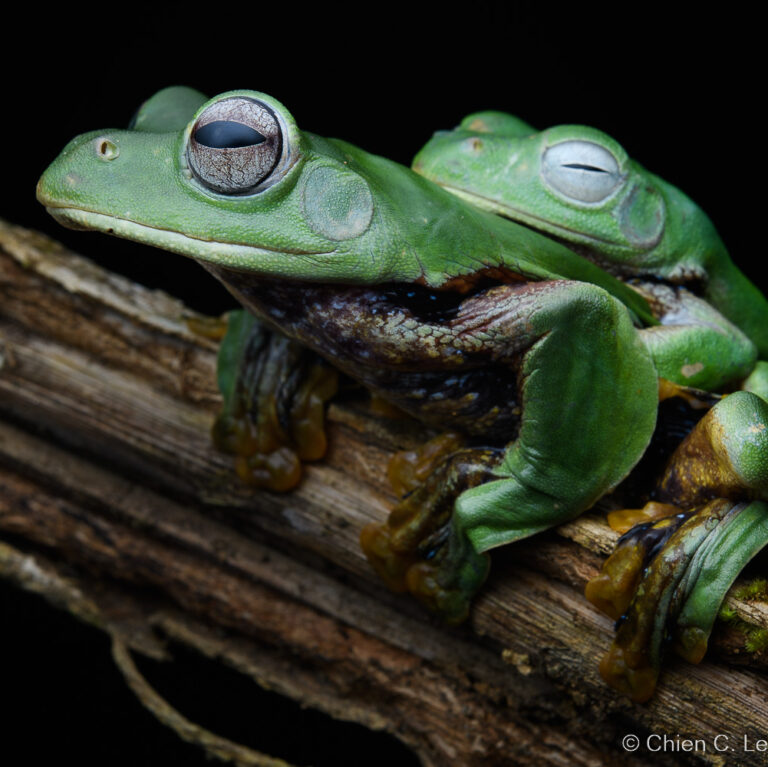 New Species of Gliding Frog from Borneo