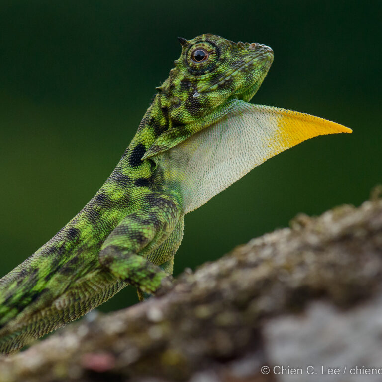 On the Wings of Dragons