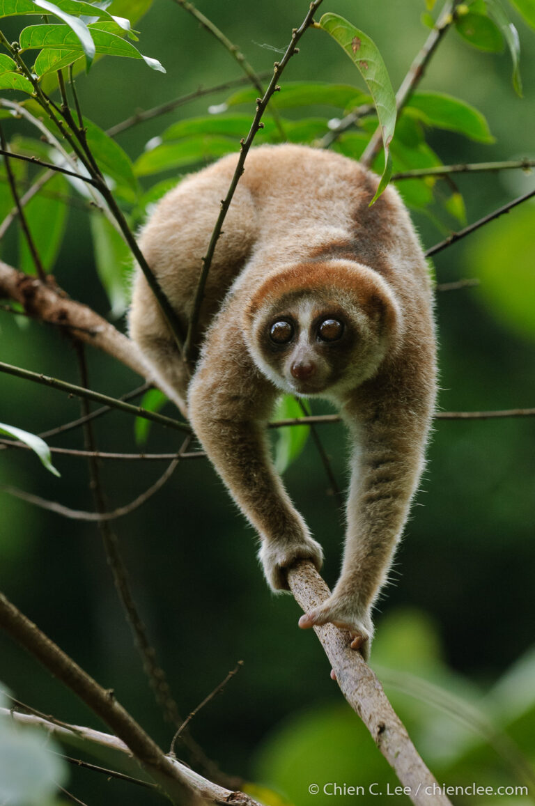 New Species of Bornean Slow Loris