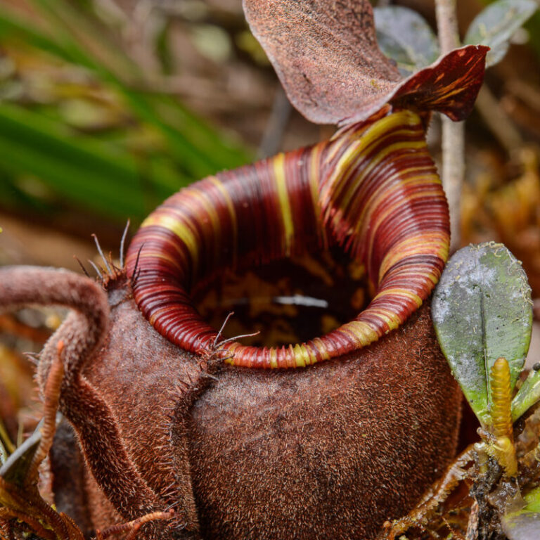 New Pitcher Plant Species from New Guinea