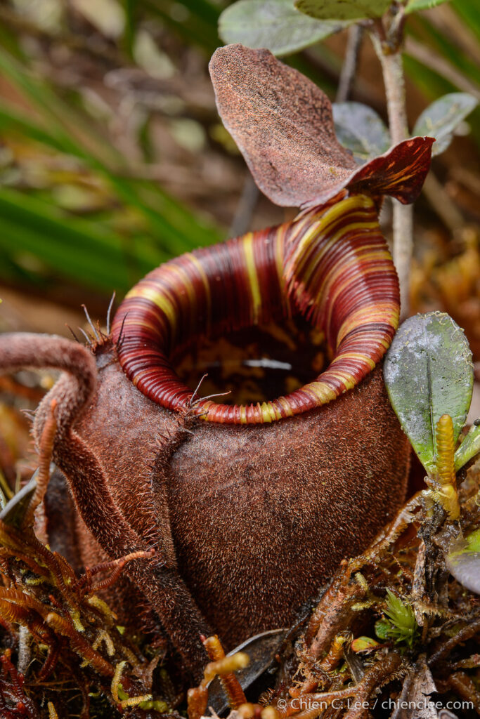 The lower pitcher of an undescribed carnivorous pitcher plant (Nepenthes sp.) from a remote mountain range in central New Guinea. Papua, Indonesia.