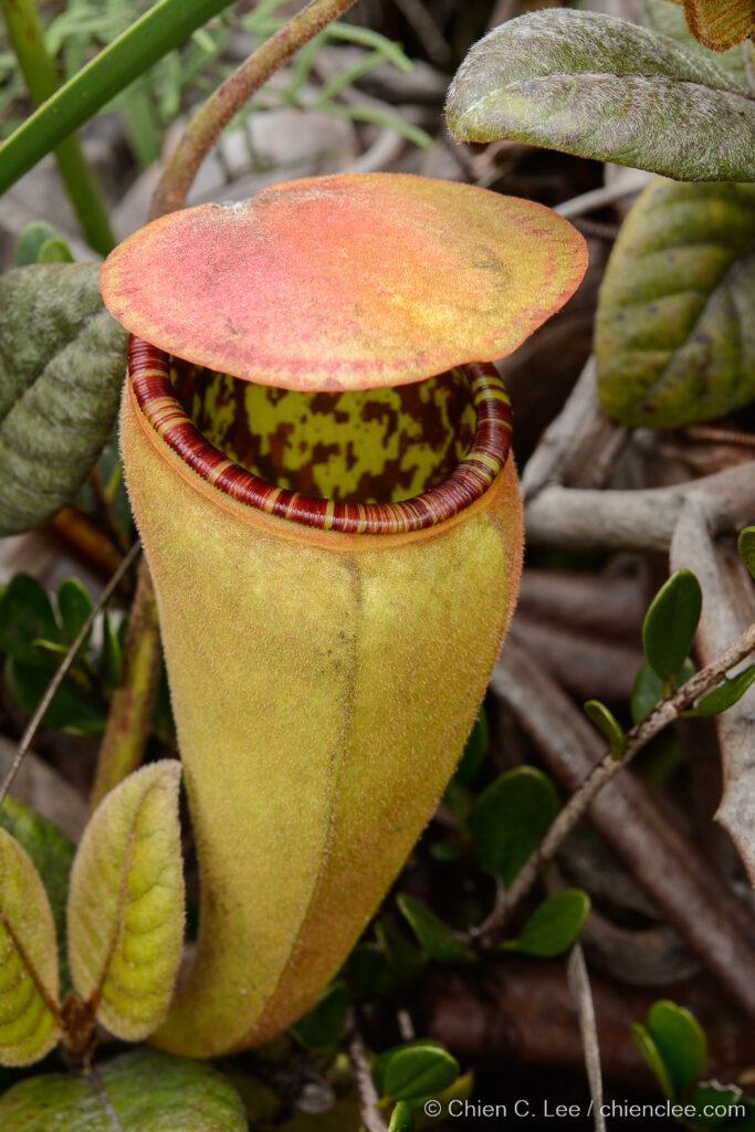 The upper pitcher of an undescribed carnivorous pitcher plant (Nepenthes sp.) from a remote mountain range in central New Guinea. Papua, Indonesia.